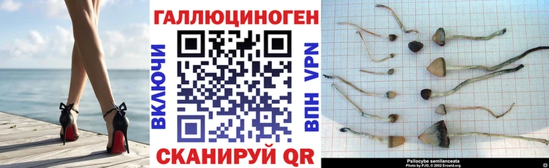 Псилоцибиновые грибы Cubensis  Полтавская 
